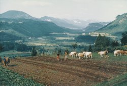 Rutarhof - Feldarbeit