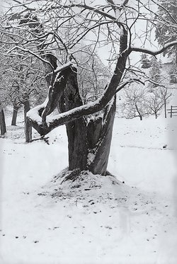 Rutarhof-Landschaft Kirschbaum im Winter