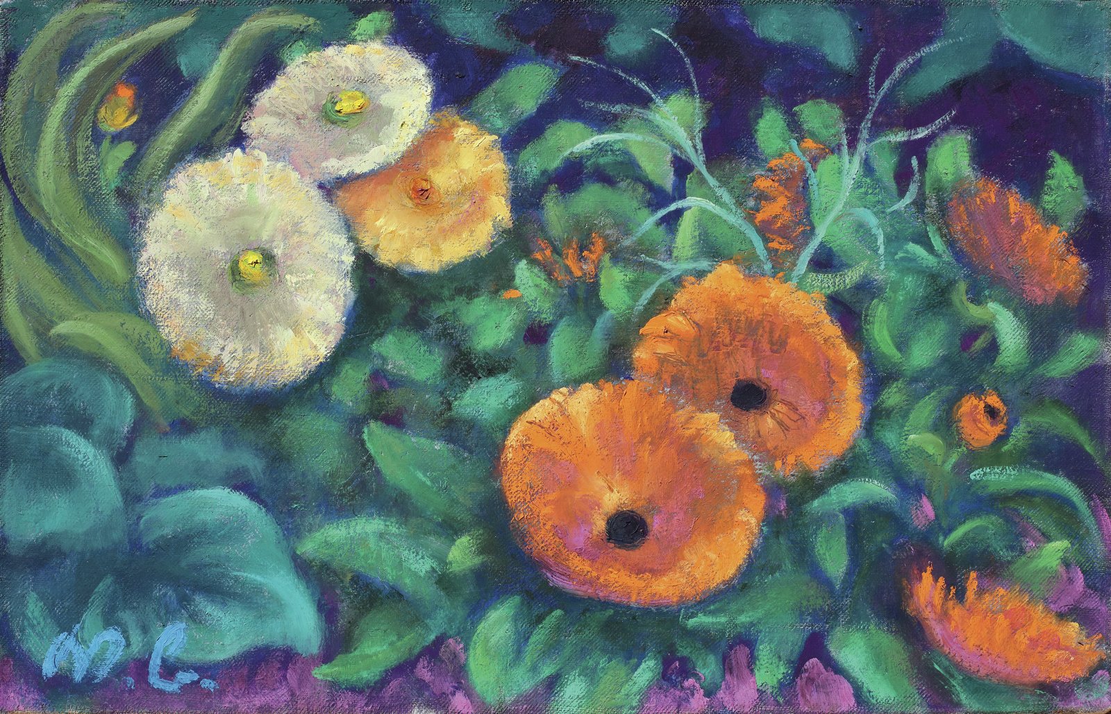 Calendula