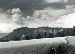 Rutarhof-Felder