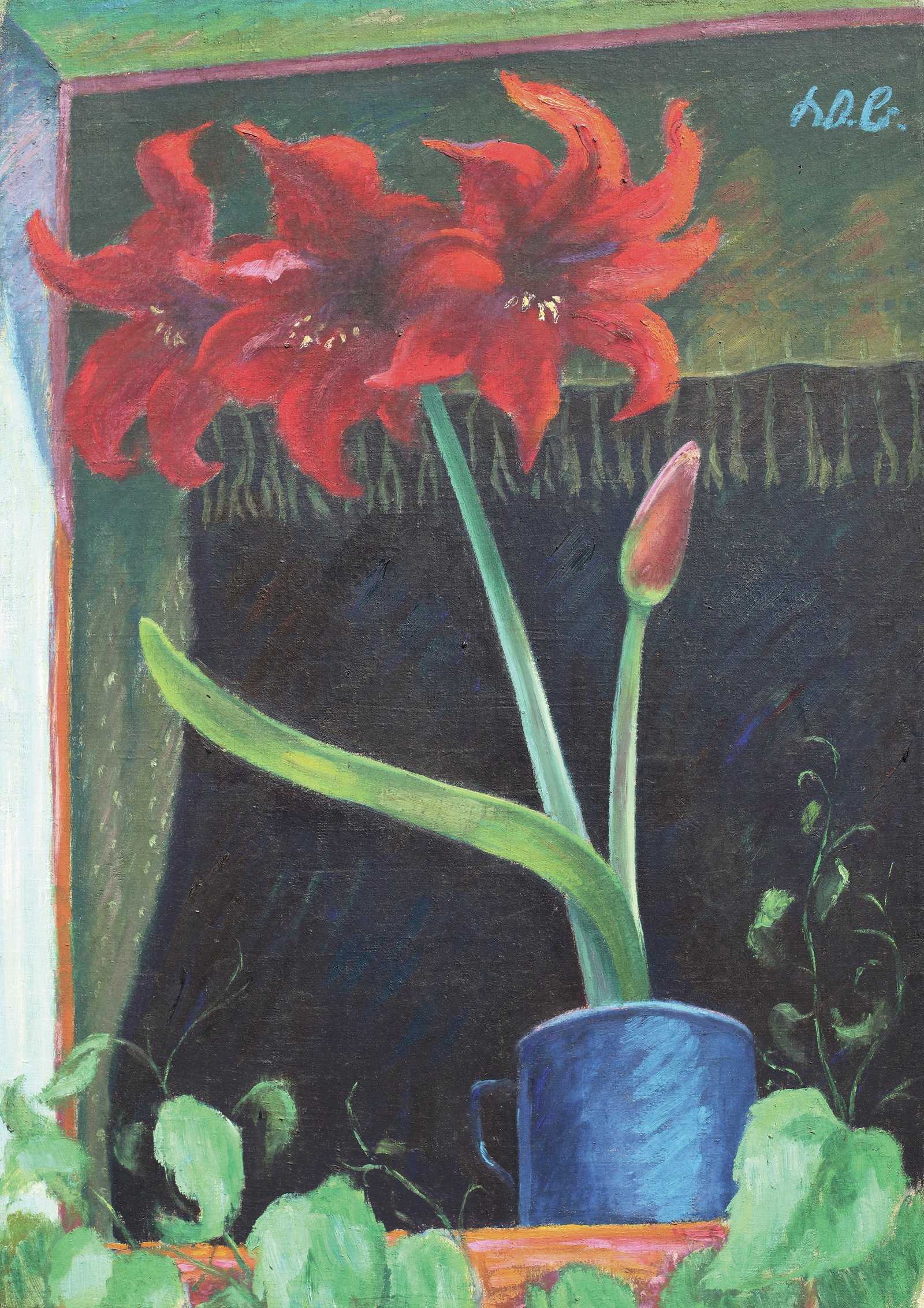 Amaryllis